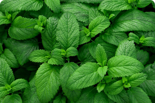 تكنولوجيا بوليتدان