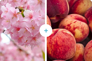 ساكورا + خوخ